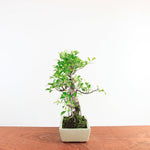 Bonsai Ficus Retusa 'binnen bonsai'