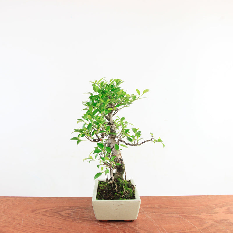 Bonsai Ficus Retusa 'binnen bonsai'