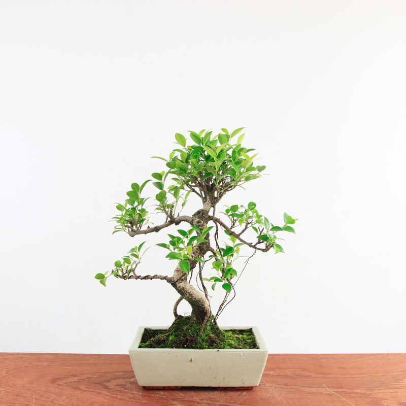 Bonsai Ficus Retusa 'binnen bonsai'