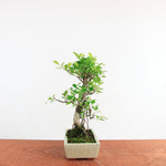 Bonsai Ficus Retusa 'binnen bonsai'