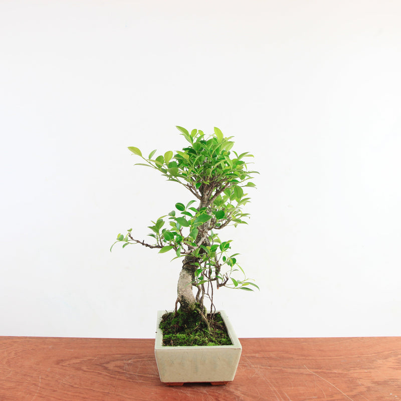 Bonsai Ficus Retusa 'binnen bonsai'