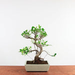 Bonsai Ficus Retusa 'binnen bonsai'
