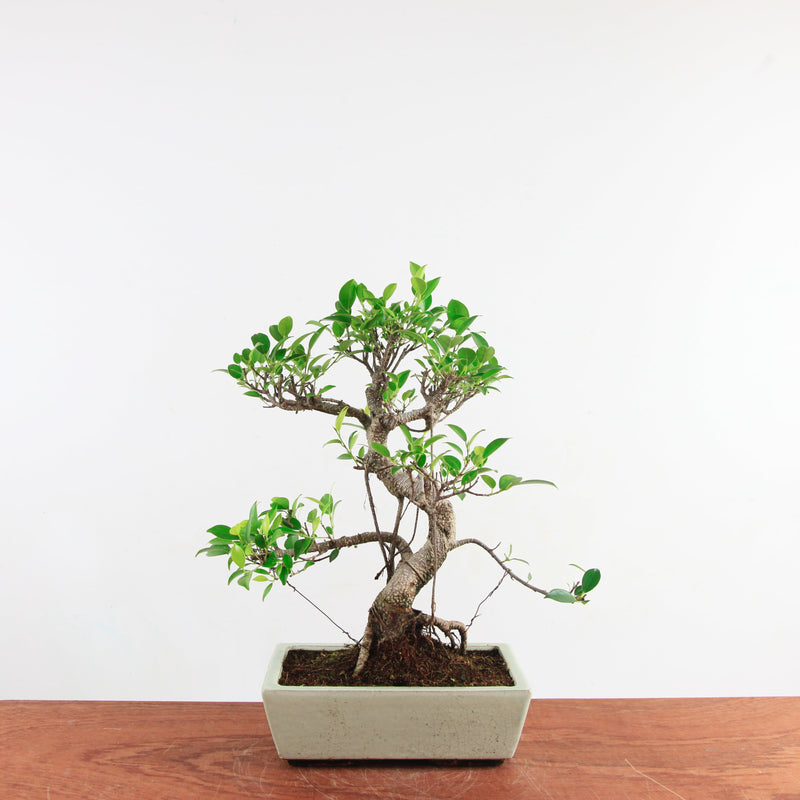 Bonsai Ficus Retusa 'binnen bonsai'