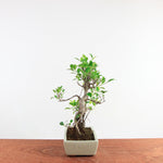 Bonsai Ficus Retusa 'binnen bonsai'