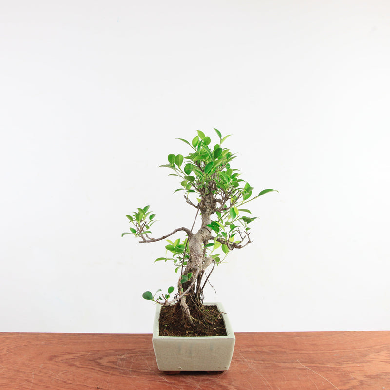 Bonsai Ficus Retusa 'binnen bonsai'