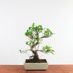 Bonsai Ficus Retusa 'binnen bonsai'