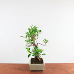 Bonsai Ficus Retusa 'binnen bonsai'