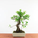 Bonsai Ficus Retusa 'binnen bonsai'