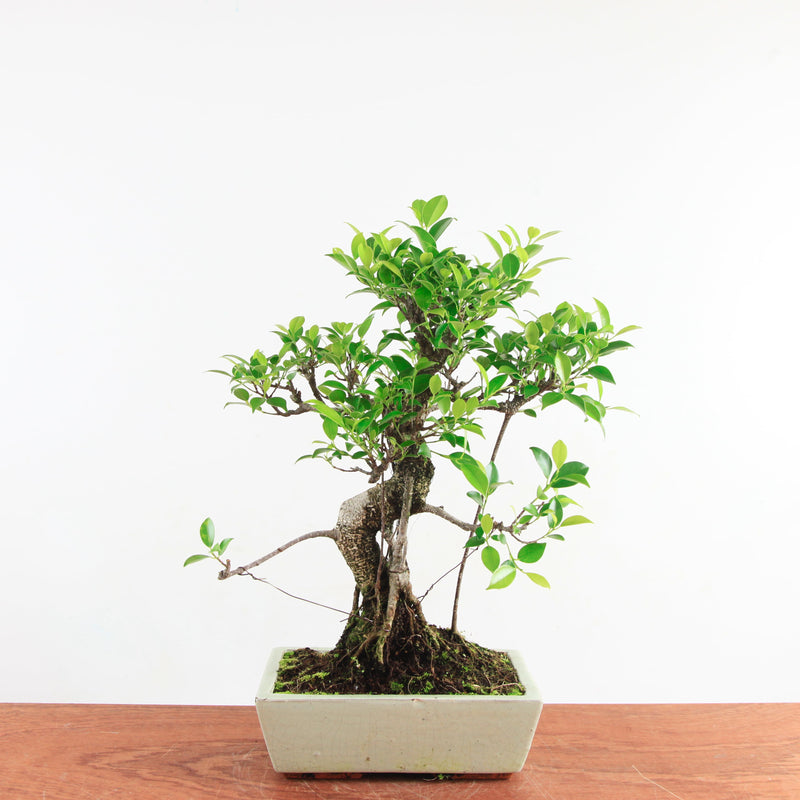 Bonsai Ficus Retusa 'binnen bonsai'