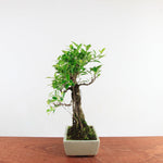 Bonsai Ficus Retusa 'binnen bonsai'