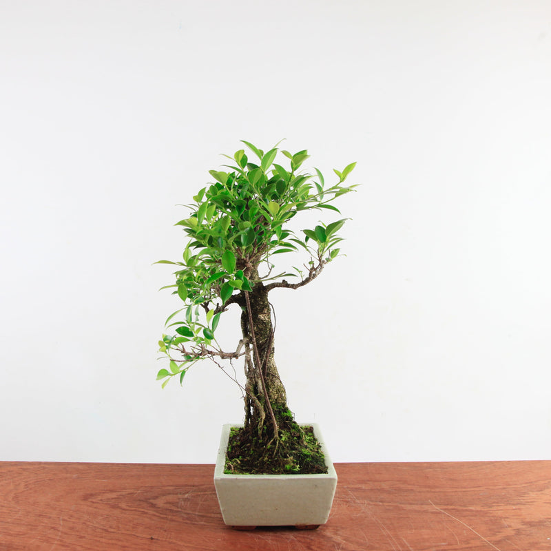 Bonsai Ficus Retusa 'binnen bonsai'