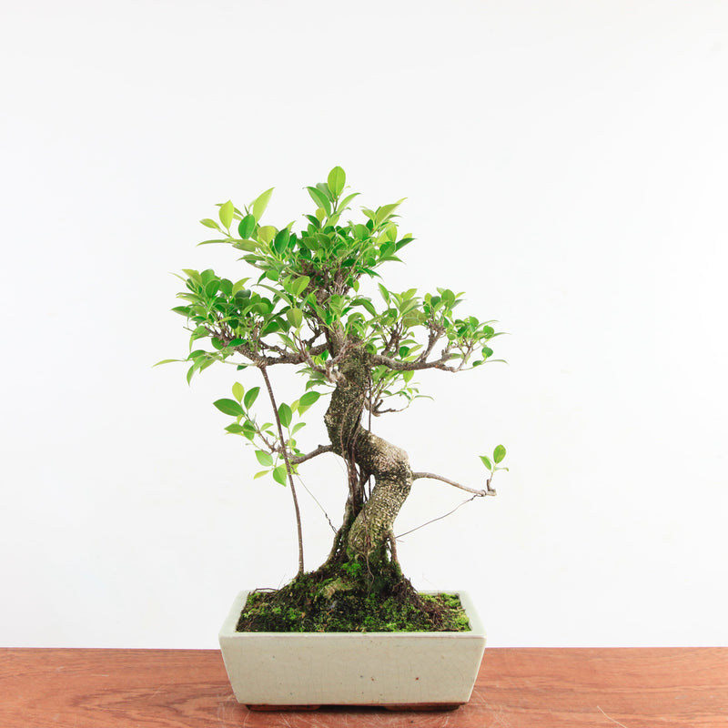 Bonsai Ficus Retusa 'binnen bonsai'