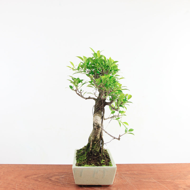 Bonsai Ficus Retusa 'binnen bonsai'