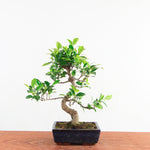 Bonsai Ficus Retusa 'binnen bonsai'