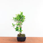 Bonsai Ficus Retusa 'binnen bonsai'