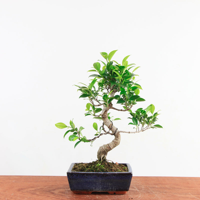 Bonsai Ficus Retusa 'binnen bonsai'
