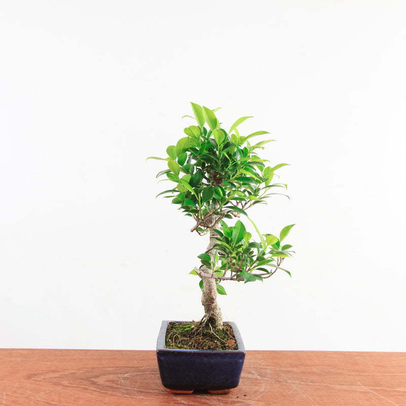 Bonsai Ficus Retusa 'binnen bonsai'