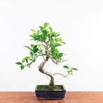 Bonsai Ficus Retusa 'binnen bonsai'