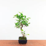 Bonsai Ficus Retusa 'binnen bonsai'