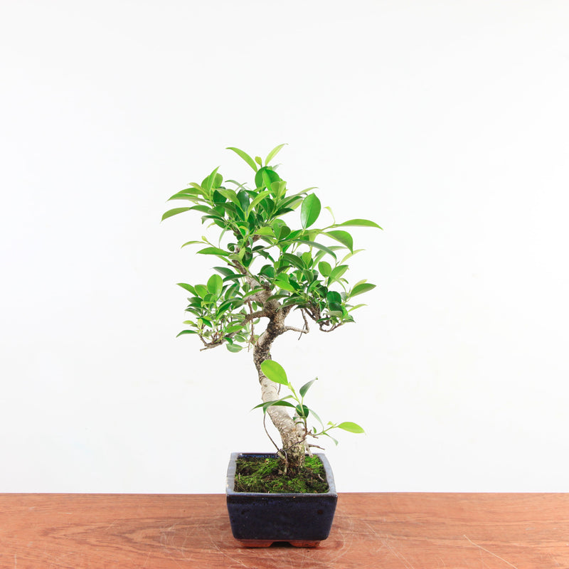 Bonsai Ficus Retusa 'binnen bonsai'