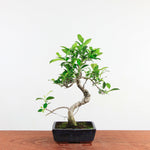 Bonsai Ficus Retusa 'binnen bonsai'