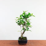 Bonsai Ficus Retusa 'binnen bonsai'