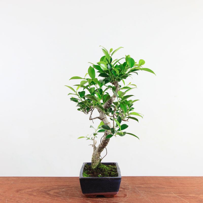Bonsai Ficus Retusa 'binnen bonsai'