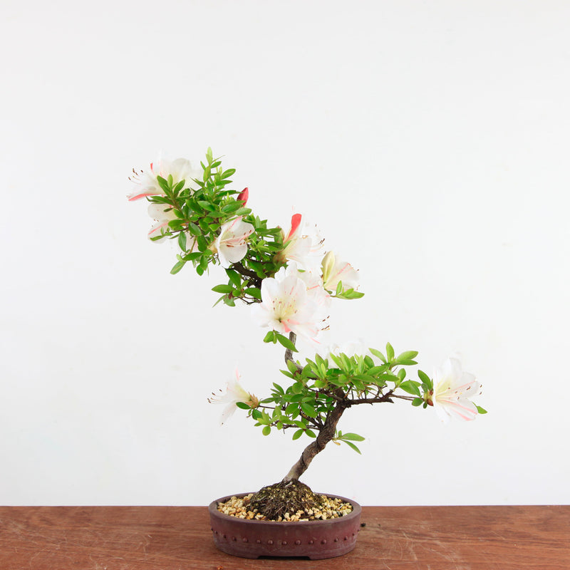 Bonsai azalea 'Ryokka no izumi'