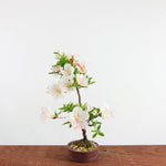 Bonsai azalea 'Ryokka no izumi'