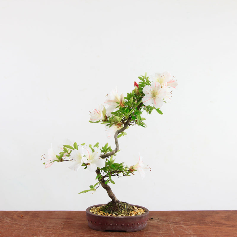 Bonsai azalea 'Ryokka no izumi'