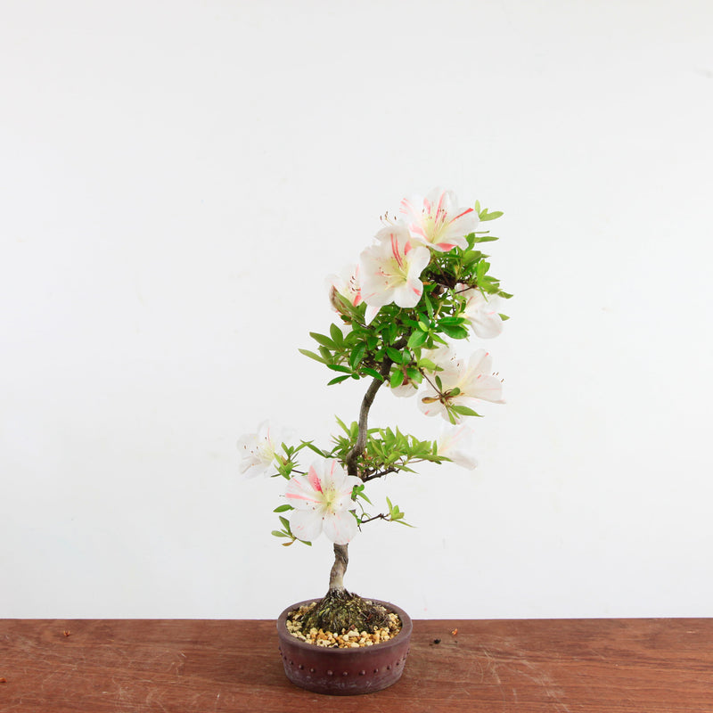 Bonsai azalea 'Ryokka no izumi'