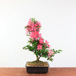 Bonsai Azalea 'De Satsuki' hanabin
