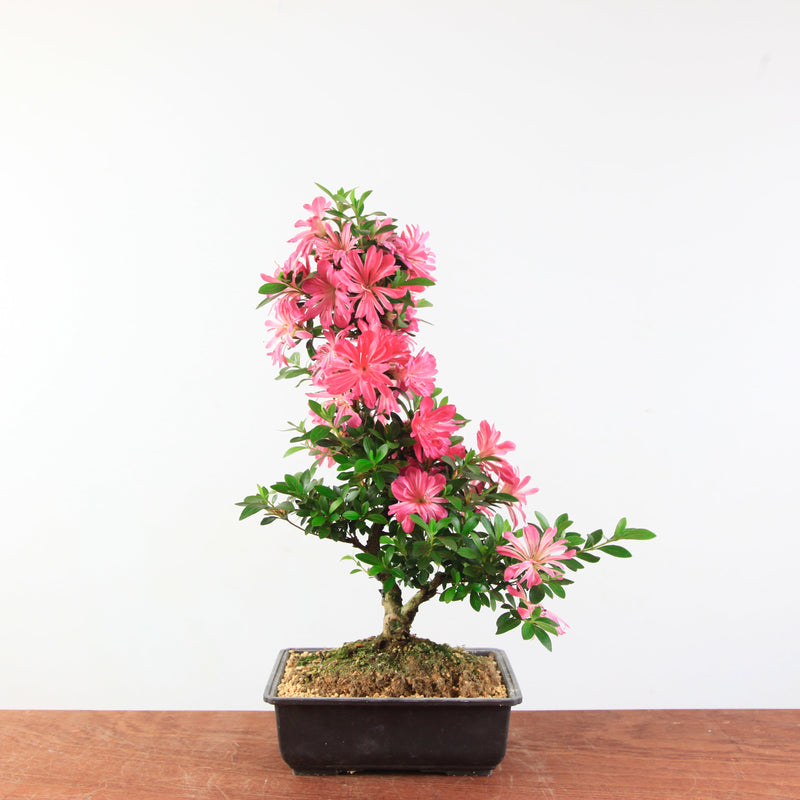 Bonsai Azalea 'De Satsuki' hanabin