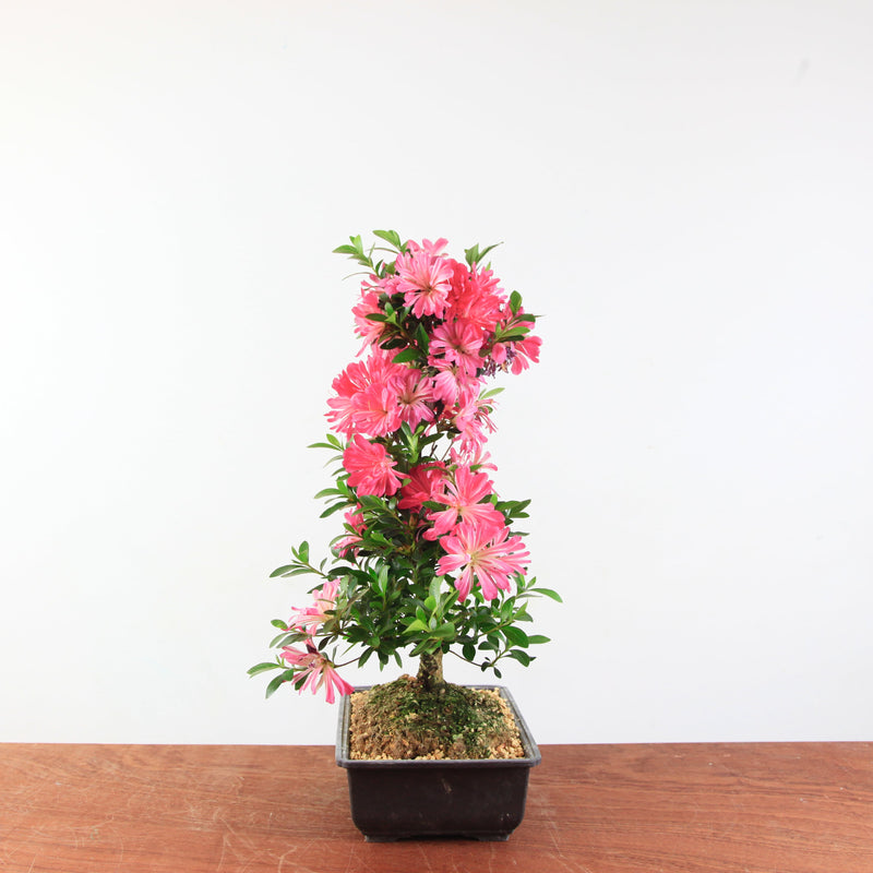 Bonsai Azalea 'De Satsuki' hanabin