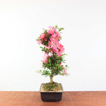 Bonsai Azalea 'De Satsuki' hanabin