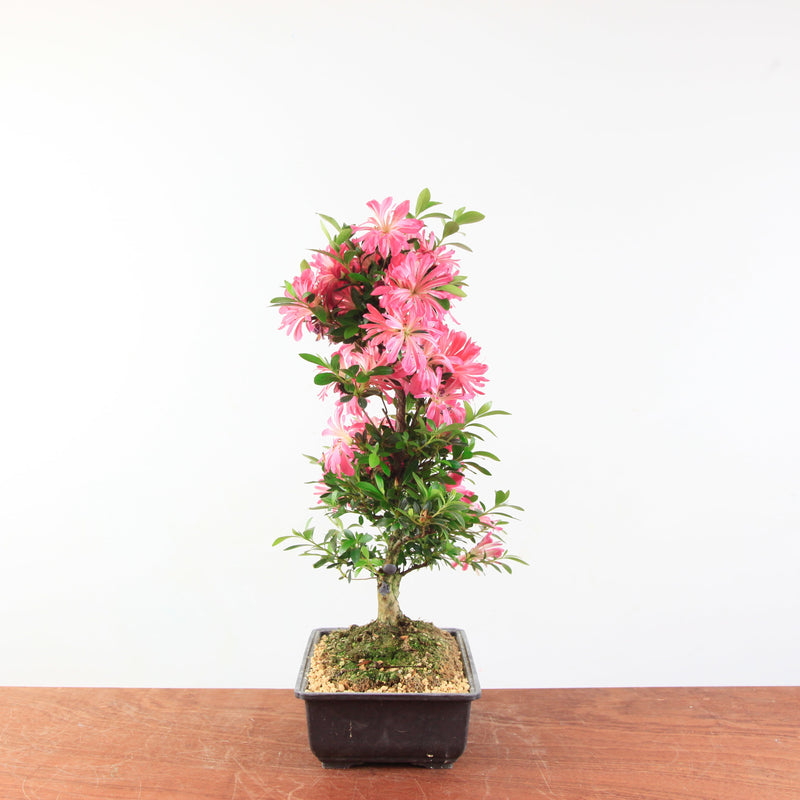 Bonsai Azalea 'De Satsuki' hanabin