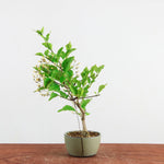 Bonsai Acer premna