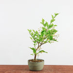 Bonsai Acer premna