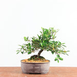 Bonsai Azalea 'De Satsuki' benikage