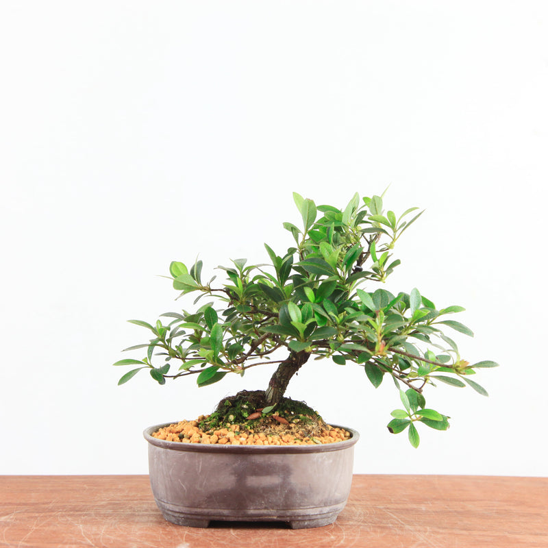 Bonsai Azalea 'De Satsuki' benikage
