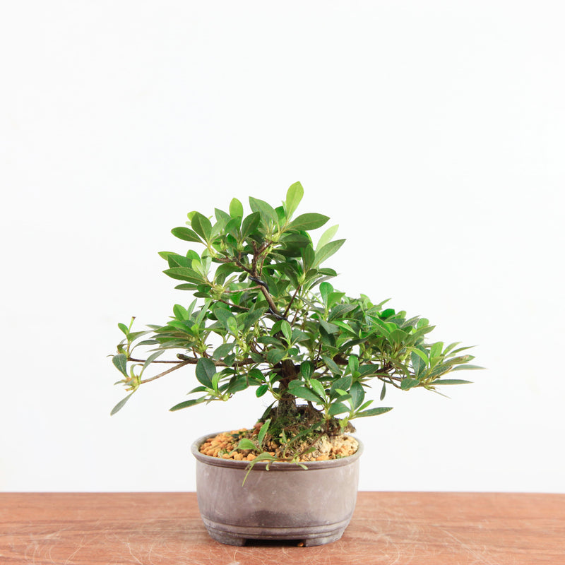 Bonsai Azalea 'De Satsuki' benikage