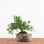 Bonsai Azalea 'De Satsuki' benikage