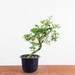 Bonsai azalea 'De satsuki' kotaro