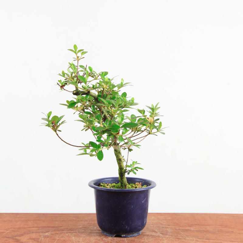 Bonsai azalea 'De satsuki' kotaro