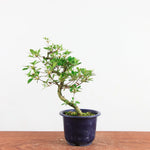 Bonsai azalea 'De satsuki' kotaro