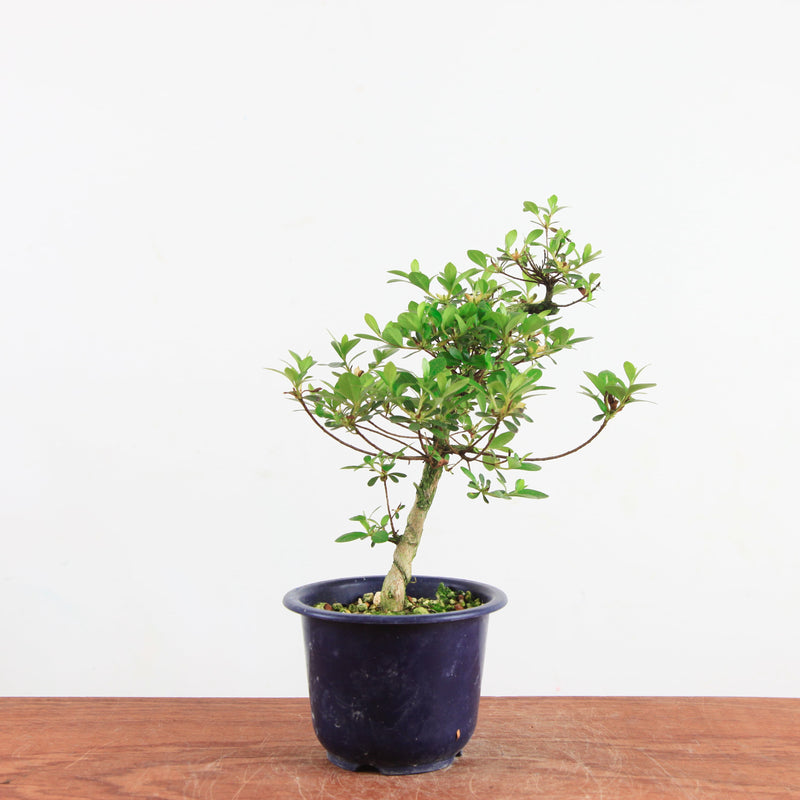Bonsai azalea 'De satsuki' kotaro