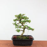 Bonsai azalea 'De satsuki' akemi-no-tsuki