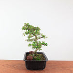 Bonsai azalea 'De satsuki' akemi-no-tsuki