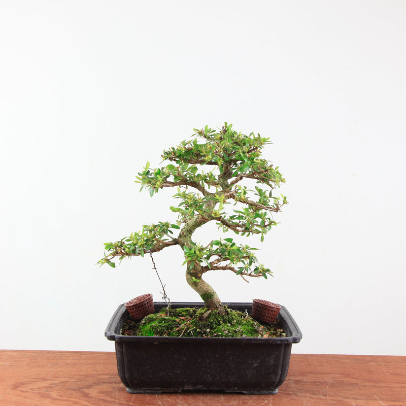Bonsai azalea 'De satsuki' akemi-no-tsuki