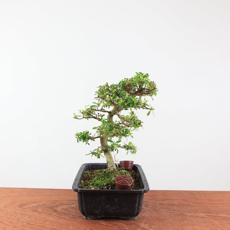 Bonsai azalea 'De satsuki' akemi-no-tsuki